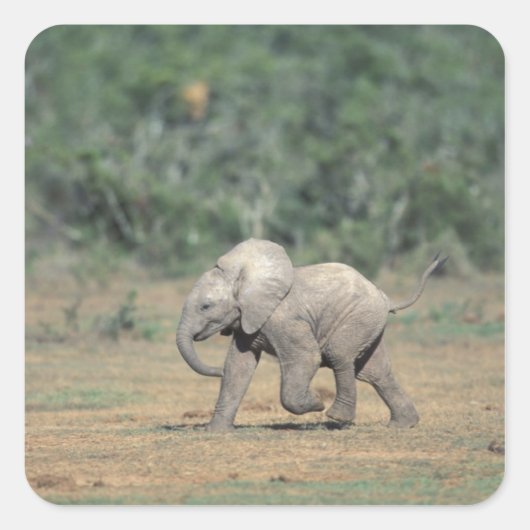 South Africa, Addo Elephant Nat'l Park. Baby Vierkante Sticker (Voorkant)