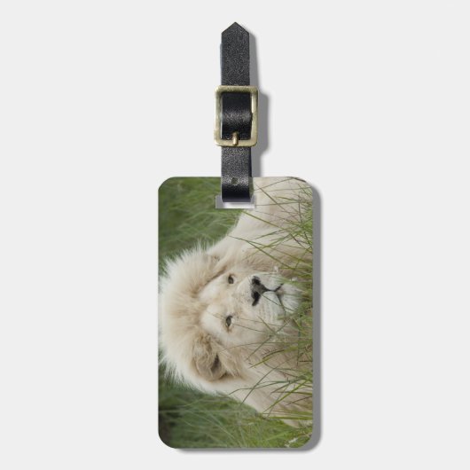 South Africa, East London, Inkwenkwezi Private Bagagelabel (Voorkant verticaal)