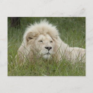 South Africa, East London, Inkwenkwezi Private Briefkaart