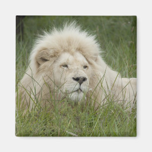 South Africa, East London, Inkwenkwezi Private Magneet