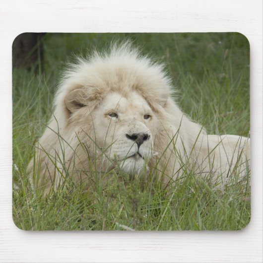 South Africa, East London, Inkwenkwezi Private Muismat (Voorkant)