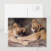 South Africa, lion cubs Briefkaart (Voorkant / Achterkant)