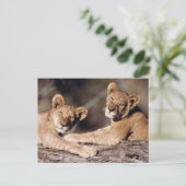 South Africa, lion cubs Briefkaart (Staand voorkant)