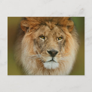 South Africa Majestic Lion Sluiten Briefkaart
