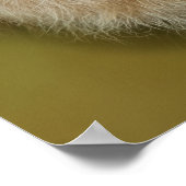 South Africa Majestic Lion Sluiten Poster (Hoek)