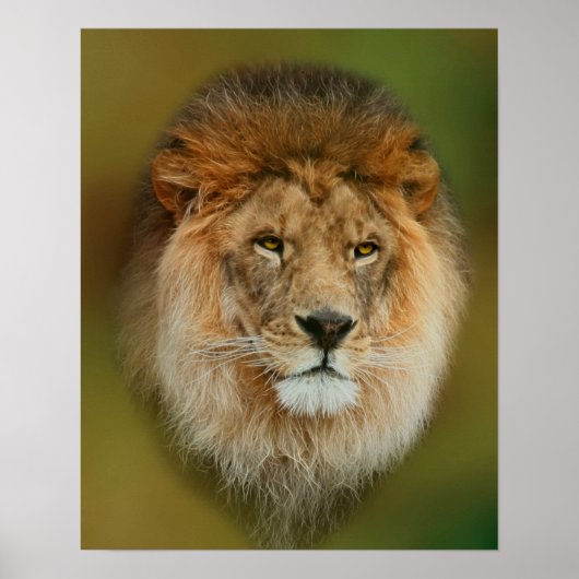South Africa Majestic Lion Sluiten Poster (Voorkant)