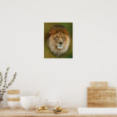 South Africa Majestic Lion Sluiten Poster (Keuken)