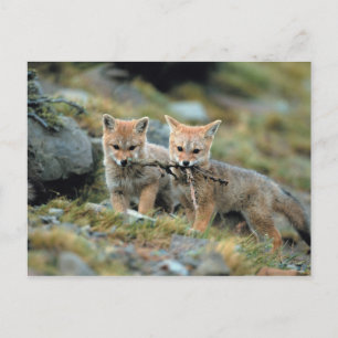 South America, Chile, Torres del Paine National Briefkaart