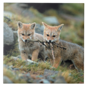 South America, Chile, Torres del Paine National Tegeltje