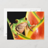 South America, Ecuador, Amazon. Tree frog Briefkaart (Voorkant / Achterkant)