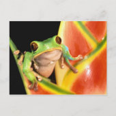 South America, Ecuador, Amazon. Tree frog Briefkaart (Voorkant)