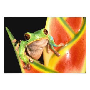 South America, Ecuador, Amazon. Tree frog Foto Afdruk