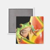 South America, Ecuador, Amazon. Tree frog Magneet (Voorkant / Achterkant)