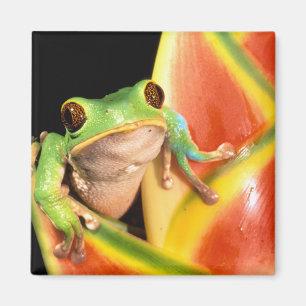 South America, Ecuador, Amazon. Tree frog Magneet