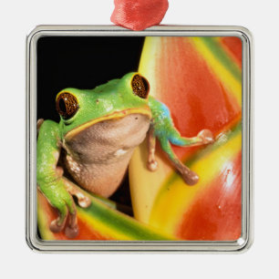 South America, Ecuador, Amazon. Tree frog Metalen Ornament
