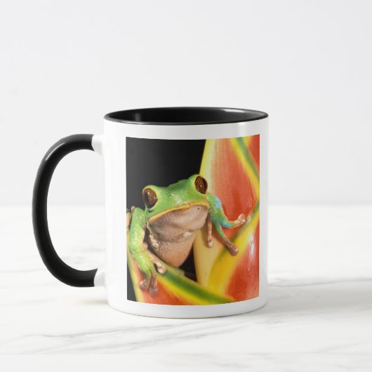 South America, Ecuador, Amazon. Tree frog Mok (Links)