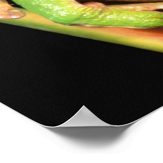 South America, Ecuador, Amazon. Tree frog Poster (Hoek)