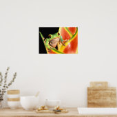 South America, Ecuador, Amazon. Tree frog Poster (Keuken)