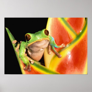 South America, Ecuador, Amazon. Tree frog Poster