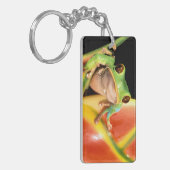 South America, Ecuador, Amazon. Tree frog Sleutelhanger (Voorkant Links)