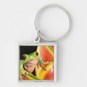South America, Ecuador, Amazon. Tree frog Sleutelhanger