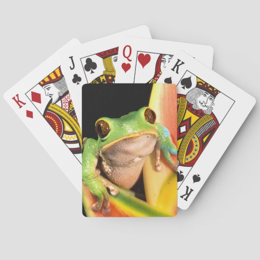 South America, Ecuador, Amazon. Tree frog Speelkaarten (Achterkant)