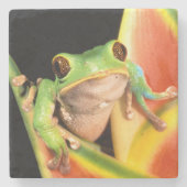 South America, Ecuador, Amazon. Tree frog Stenen Onderzetter (Voorkant)
