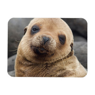 South America, Ecuador, Galapagos Islands Magneet