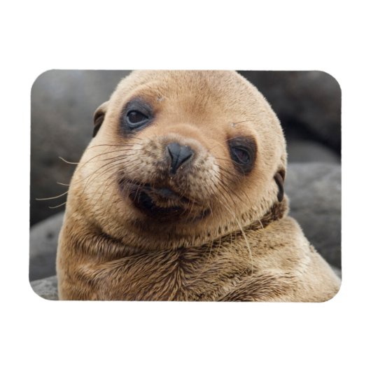 South America, Ecuador, Galapagos Islands Magneet (Horizontaal)