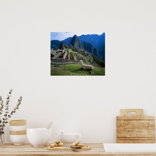 South America, Peru. A llama rests on a hill Poster (Keuken)