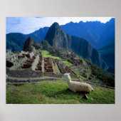 South America, Peru. A llama rests on a hill Poster (Voorkant)