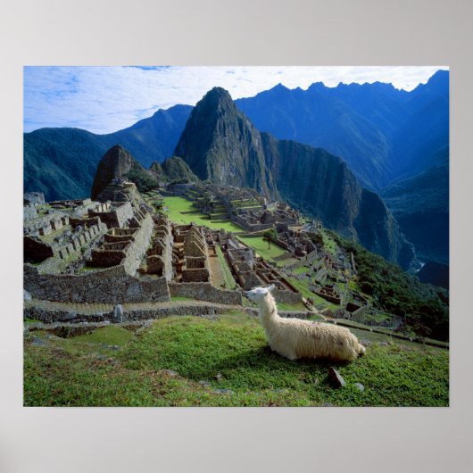 South America, Peru. A llama rests on a hill Poster (Voorkant)