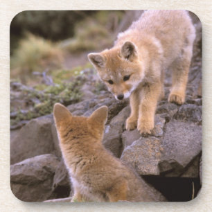 South American Gray Fox (Lycalopex griseus) pair Bier Onderzetter