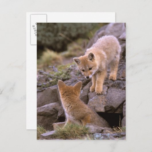 South American Gray Fox (Lycalopex griseus) pair Briefkaart (Voorkant / Achterkant)