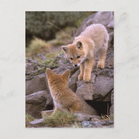 South American Gray Fox (Lycalopex griseus) pair Briefkaart (Voorkant)