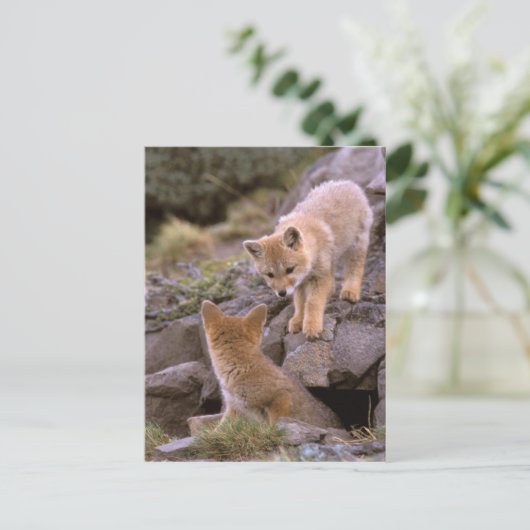 South American Gray Fox (Lycalopex griseus) pair Briefkaart (Staand voorkant)