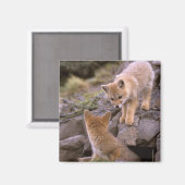 South American Gray Fox (Lycalopex griseus) pair Magneet (Voorkant / Achterkant)