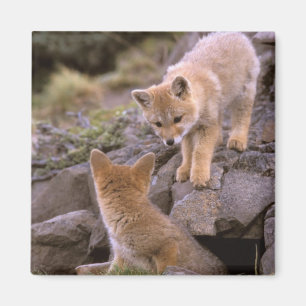 South American Gray Fox (Lycalopex griseus) pair Magneet