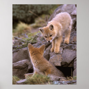 South American Gray Fox (Lycalopex griseus) pair Poster