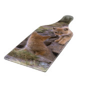 South American Gray Fox (Lycalopex griseus) pair Snijplank (Hoek)