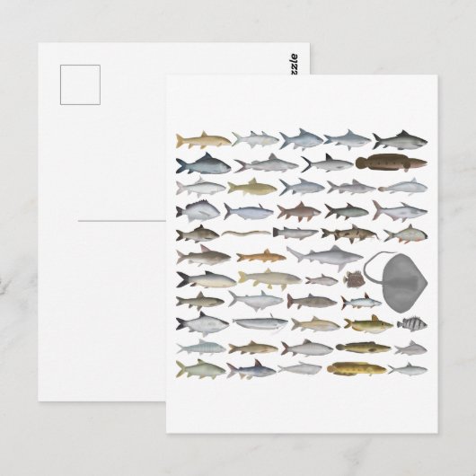 South Asia Freshwater Fish Group Briefkaart (Voorkant / Achterkant)