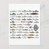 South Asia Freshwater Fish Group Briefkaart (Voorkant)