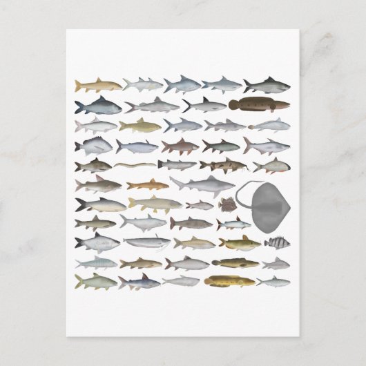 South Asia Freshwater Fish Group Briefkaart (Voorkant)