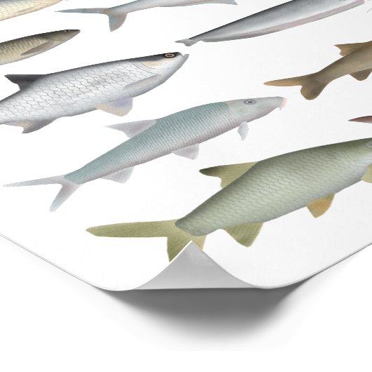 South Asia Freshwater Fish Group Poster (Hoek)