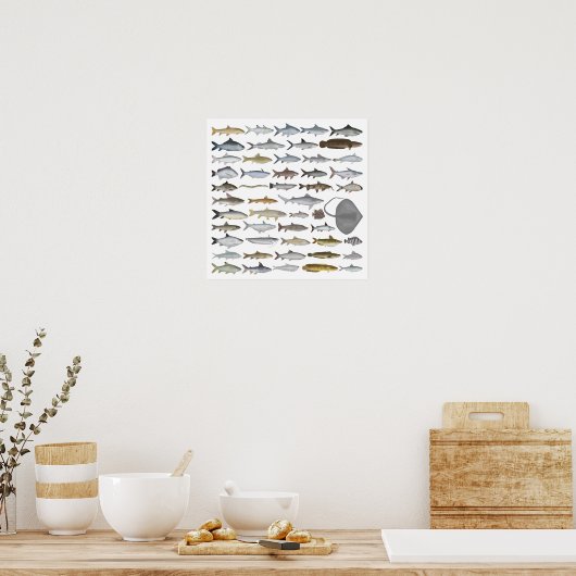 South Asia Freshwater Fish Group Poster (Keuken)