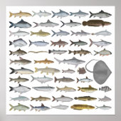 South Asia Freshwater Fish Group Poster (Voorkant)