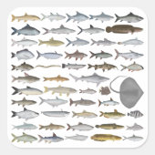 South Asia Freshwater Fish Group Vierkante Sticker (Voorkant)