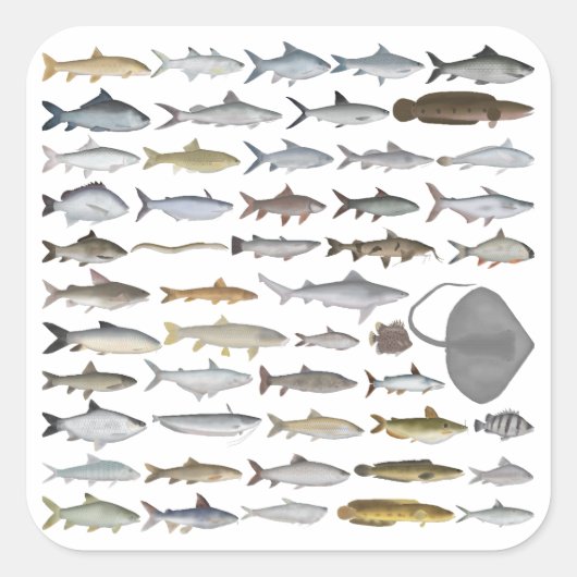 South Asia Freshwater Fish Group Vierkante Sticker (Voorkant)