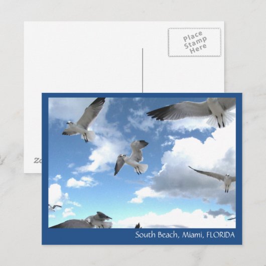 South Beach Miami Florida Seagulls Briefkaart (Voorkant / Achterkant)