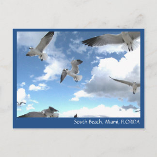 South Beach Miami Florida Seagulls Briefkaart